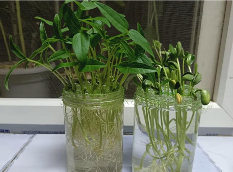 家庭养花用生根粉