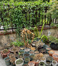 家庭养花用生根粉