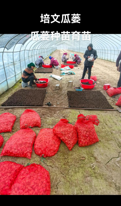 栝楼的栽培技术