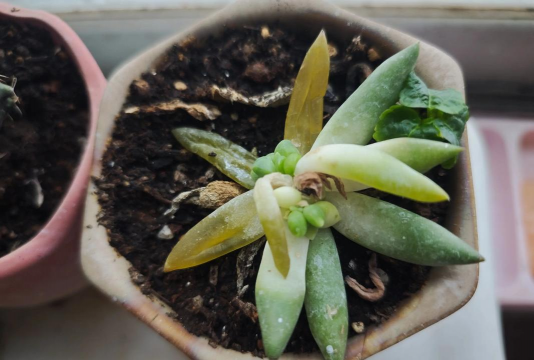 家庭养花用生根粉