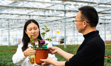 家庭养花用生根粉