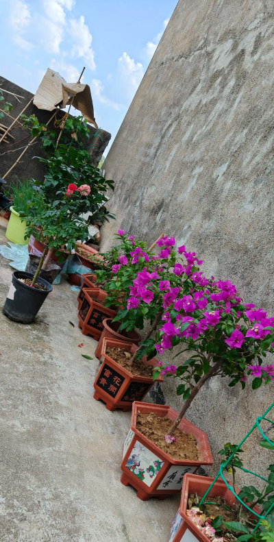 家庭养花用生根粉