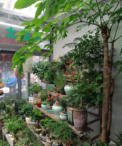 家庭养花用生根粉