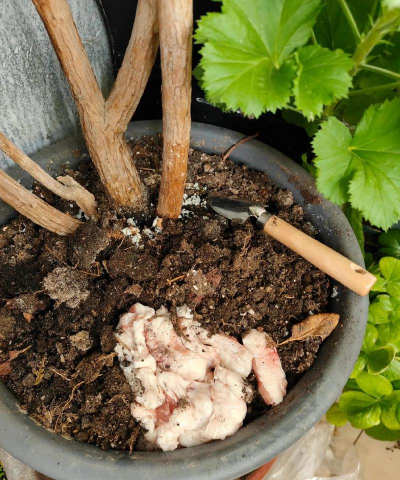 家庭养花用生根粉