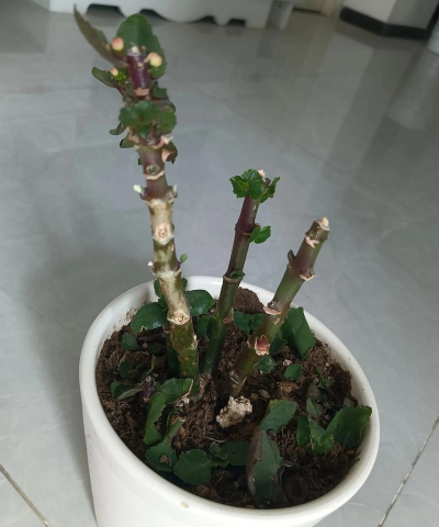 家庭养花用生根粉