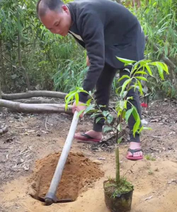 家庭养花用生根粉