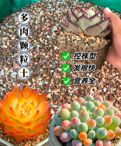 家庭养花用生根粉