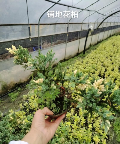 铺地柏开什么花