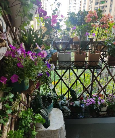 家庭养花用生根粉