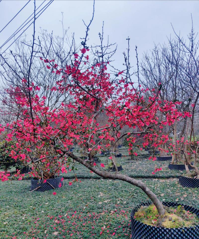 铁杆海棠怎么造型