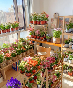 家庭养花用生根粉