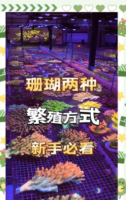 珊瑚活体怎么繁殖