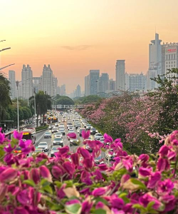 中国养花最多的城市