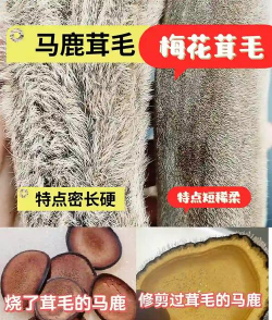 鹿茸渣能养花吗