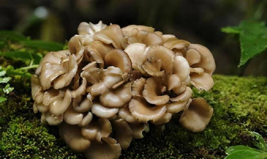 什么菌养花好养活