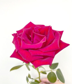 卡罗拉醒花养花