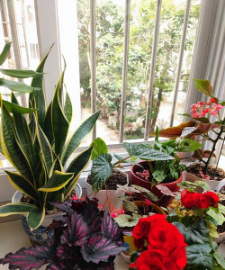 家庭养花用生根粉