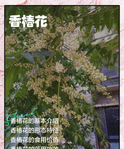 香椿花怎么养