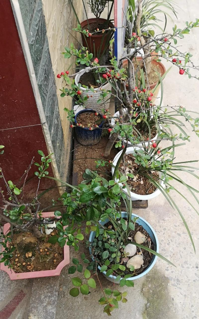 家庭养花用生根粉