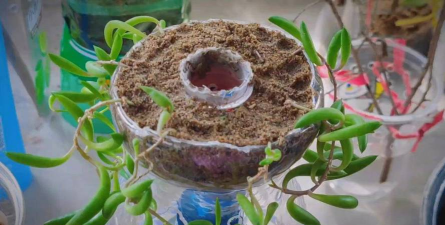 家庭养花用生根粉