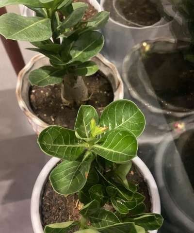 家庭养花用生根粉