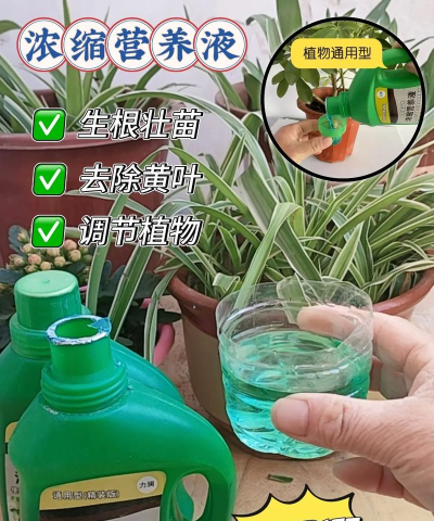 家庭养花用生根粉
