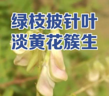 披针叶怎么养花草