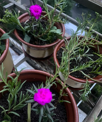 家庭养花用生根粉