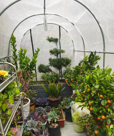 家庭养花用生根粉