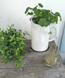 旧电水壶改造养花