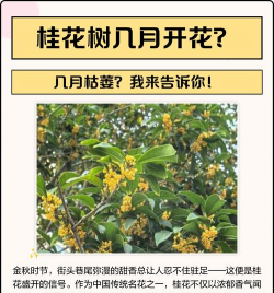 金桂什么时候开花