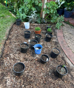 家庭养花用生根粉