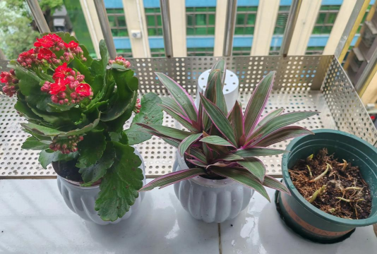 家庭养花用生根粉