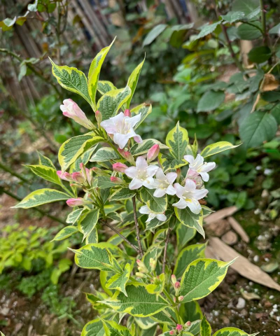 南方能养花叶锦带吗