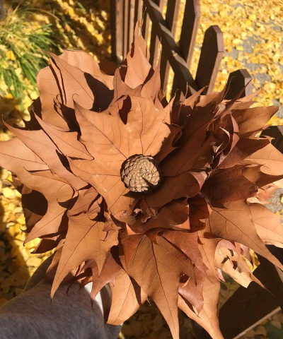 法桐树树叶可以养花