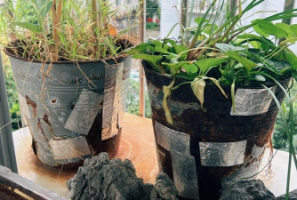 家庭养花用生根粉