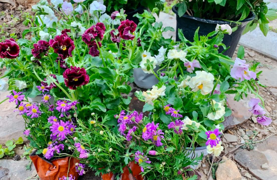 家庭养花用生根粉