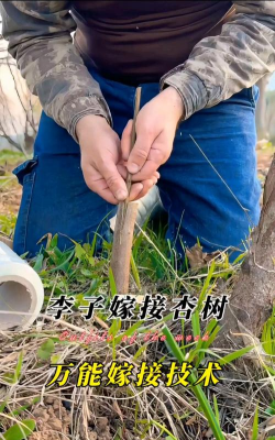 什么砧木适合嫁接李子