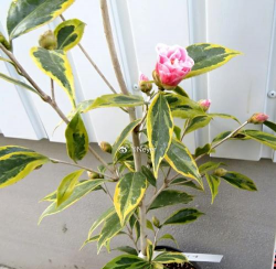 养花的日本进口士