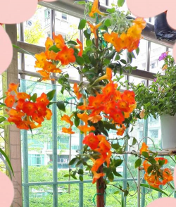 澳大利亚养花日常