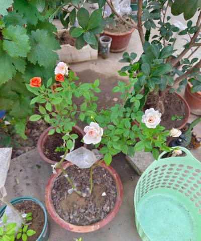 家庭养花用生根粉