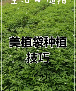 伞房决明如何种