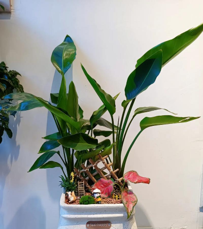 鹤望兰什么地区适合养