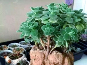 家庭养花用生根粉