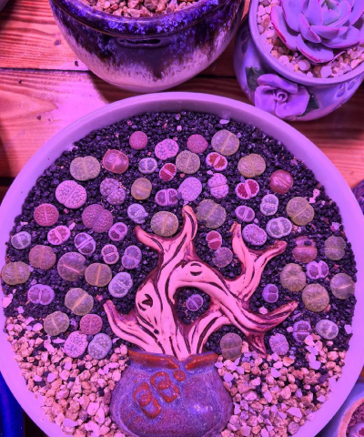 家庭养花用生根粉