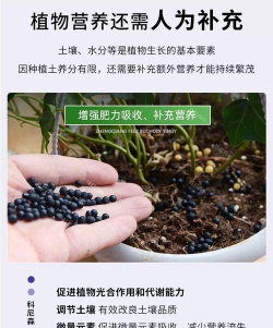 家庭养花用生根粉