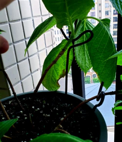 家庭养花用生根粉