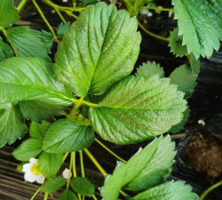 草莓的叶片像什么