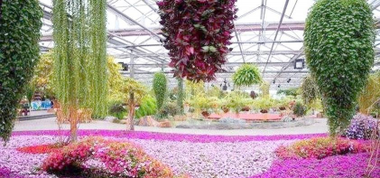 草桥养花的历史