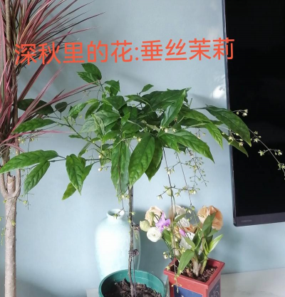 家庭养花用生根粉